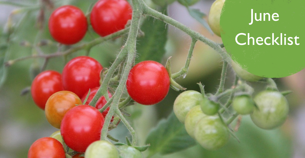 Tomato plant